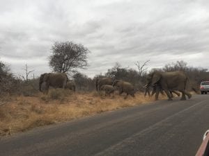 self driving safari in south africa