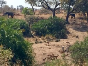 self driving safari in south africa