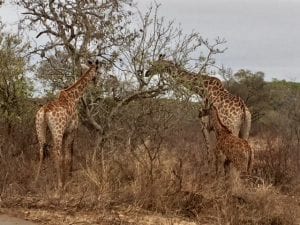 self driving safari in south africa