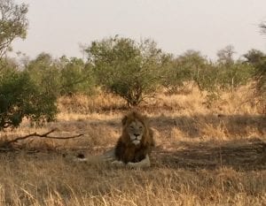 self driving safari in south africa